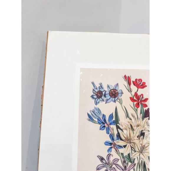 Unframed Baboon Flower Botanical Print‎ – Vintage Style - Picture 3 of 4